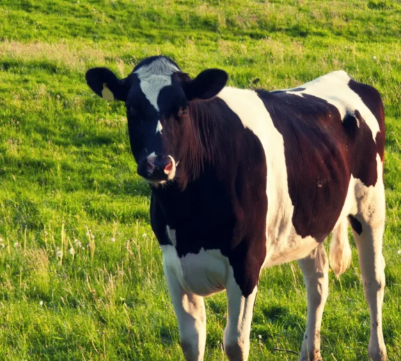 Pure milk and dairy products sourced from healthy, well-cared-for livestock every day.