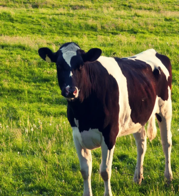 Pure milk and dairy products sourced from healthy, well-cared-for livestock every day.
