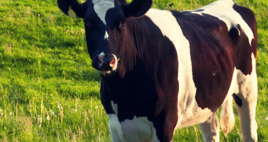 Pure milk and dairy products sourced from healthy, well-cared-for livestock every day.