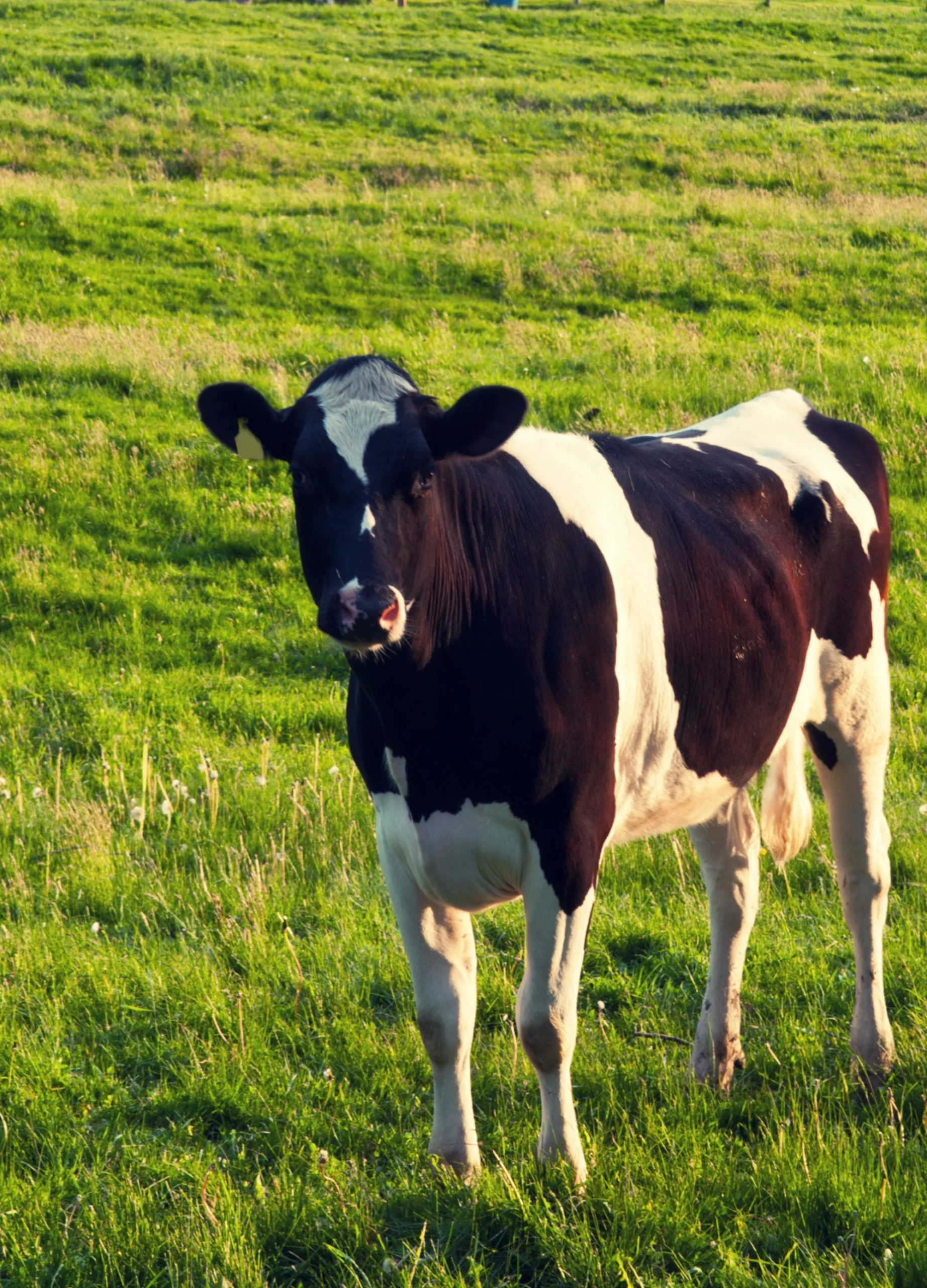 Pure milk and dairy products sourced from healthy, well-cared-for livestock every day.