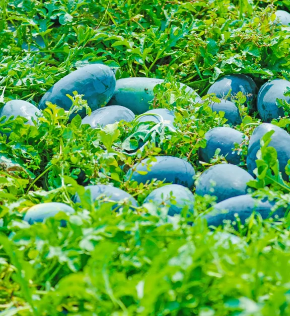 Quality farming essentials helping growers improve productivity with reliable agricultural solutions every season.