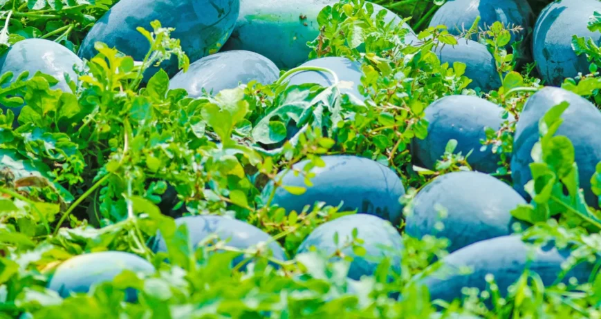 Quality farming essentials helping growers improve productivity with reliable agricultural solutions every season.