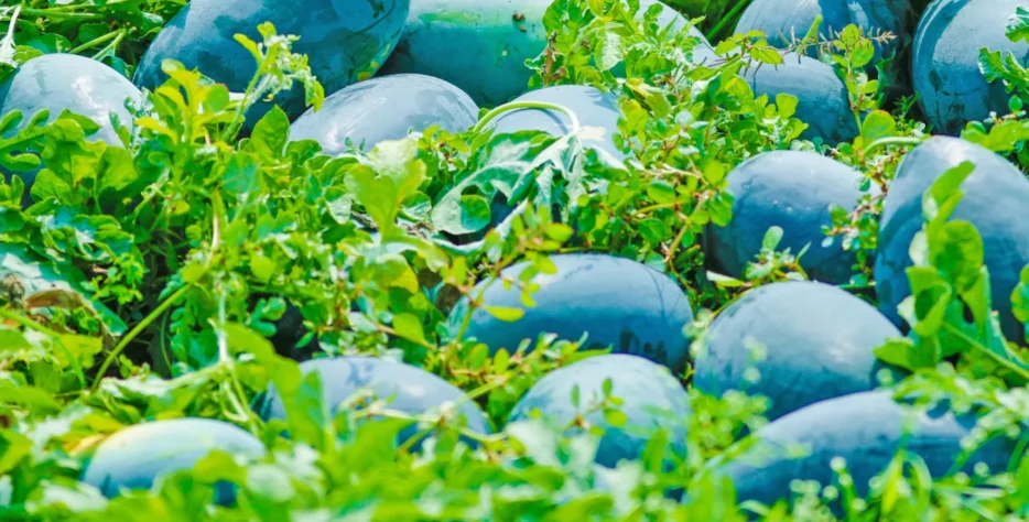 Quality farming essentials helping growers improve productivity with reliable agricultural solutions every season.
