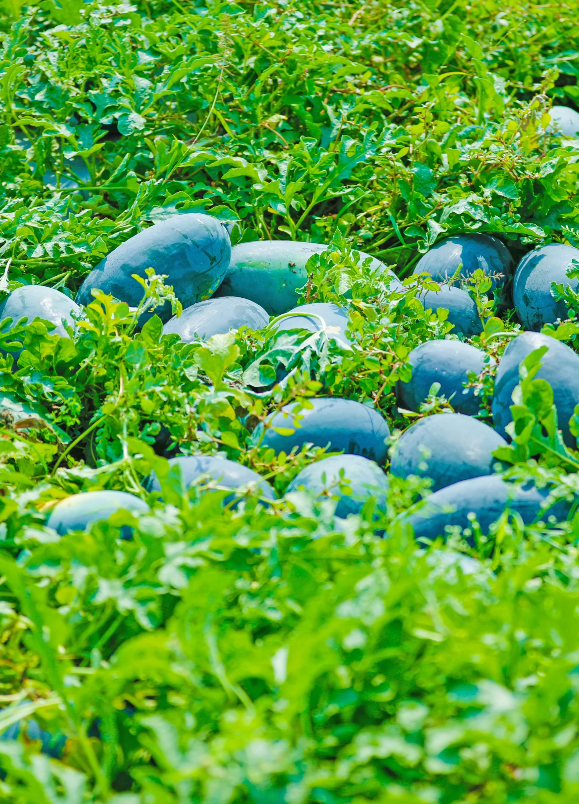 Quality farming essentials helping growers improve productivity with reliable agricultural solutions every season.