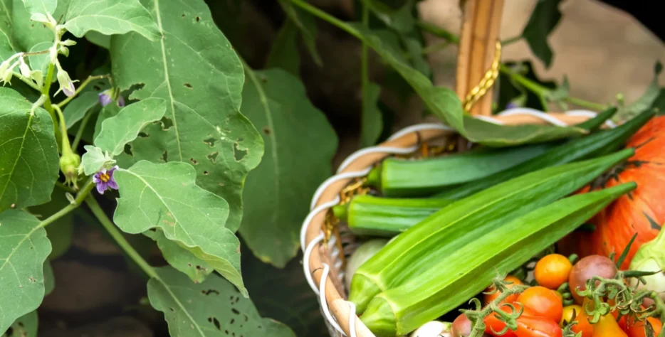 Responsible farming methods that protect soil, conserve water, and grow naturally healthy crops.
