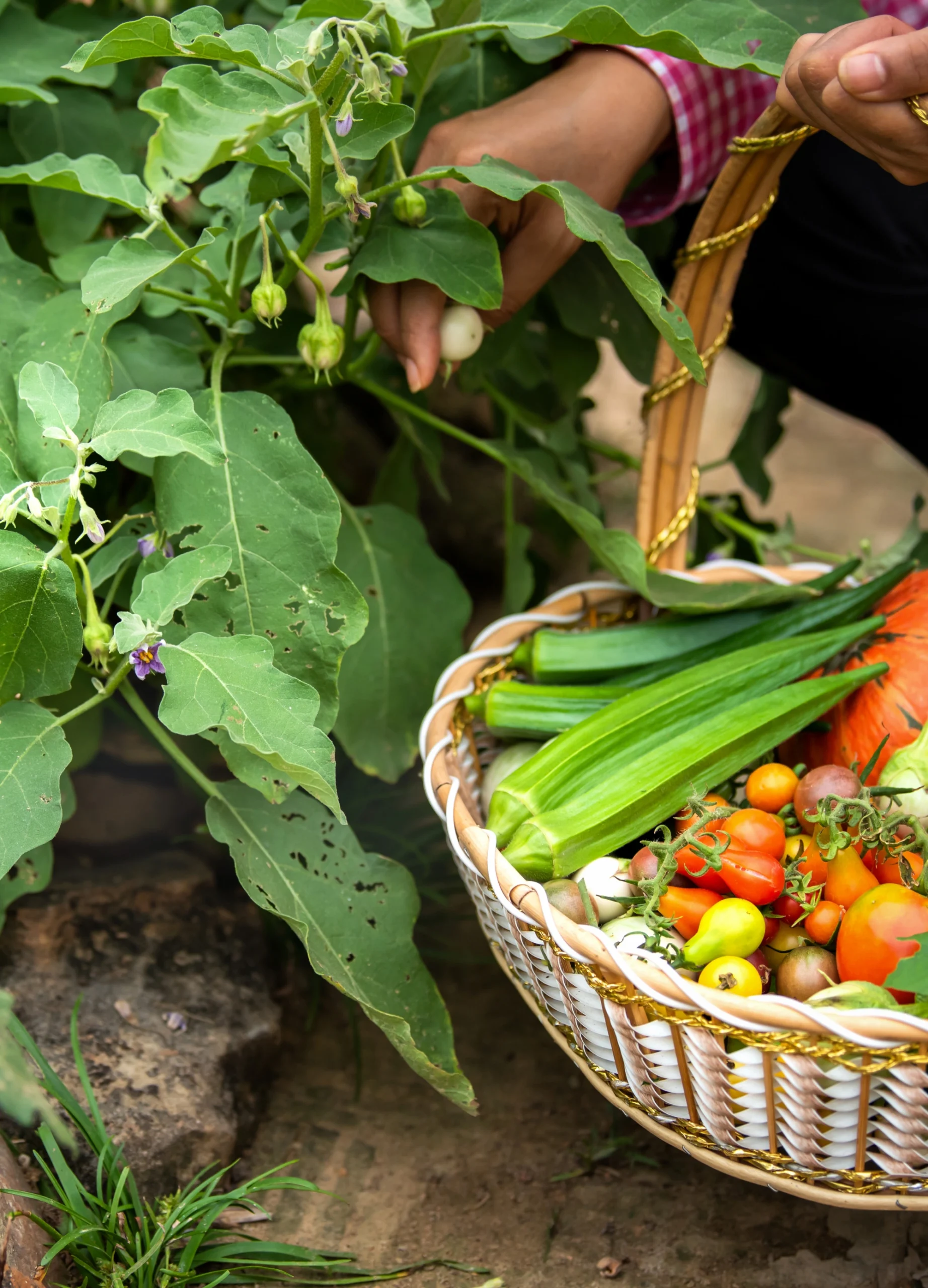 Responsible farming methods that protect soil, conserve water, and grow naturally healthy crops.